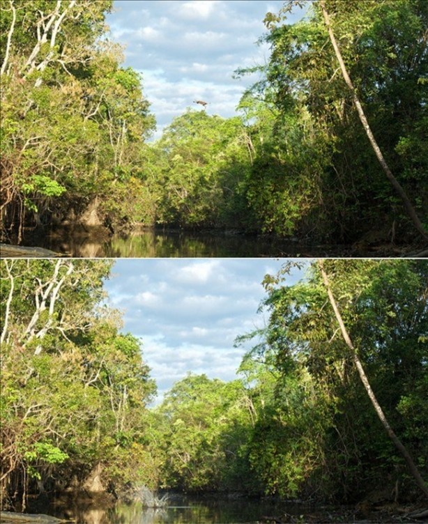 Foto - Anne aslanın merhameti yüreğinizi ısıtacak!