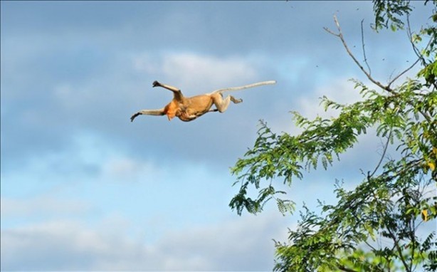 Foto - Anne aslanın merhameti yüreğinizi ısıtacak!
