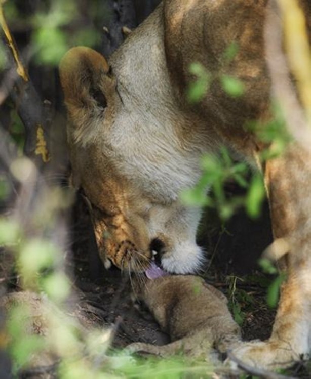 Foto - Anne aslanın merhameti yüreğinizi ısıtacak!