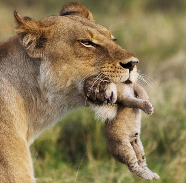 Foto - Anne aslanın merhameti yüreğinizi ısıtacak!