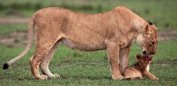 Foto - Anne aslanın merhameti yüreğinizi ısıtacak!