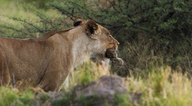 Foto - Anne aslanın merhameti yüreğinizi ısıtacak!