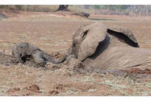 Foto - Anne filin dramatik mücadelesi