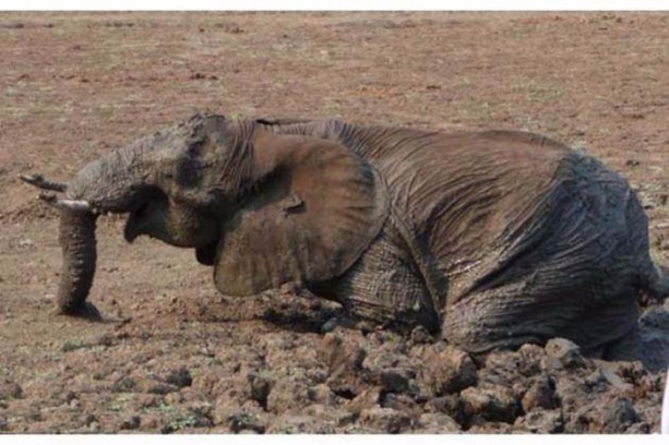 Foto - Anne filin dramatik mücadelesi