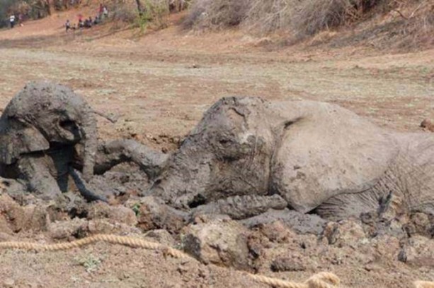 Foto - Anne filin dramatik mücadelesi
