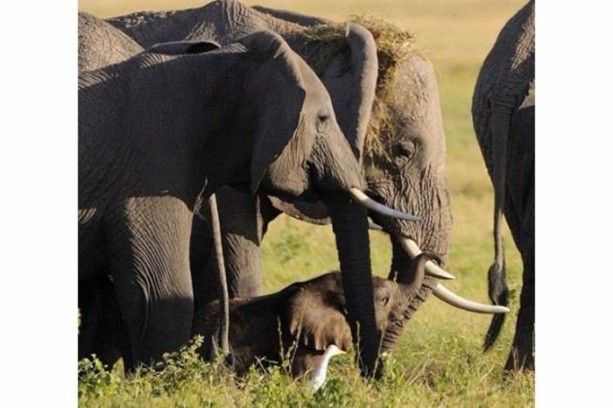 Foto - Anne filin dramatik mücadelesi