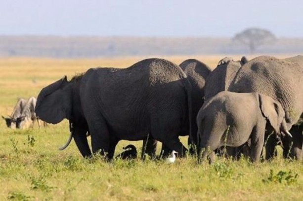 Foto - Anne filin dramatik mücadelesi