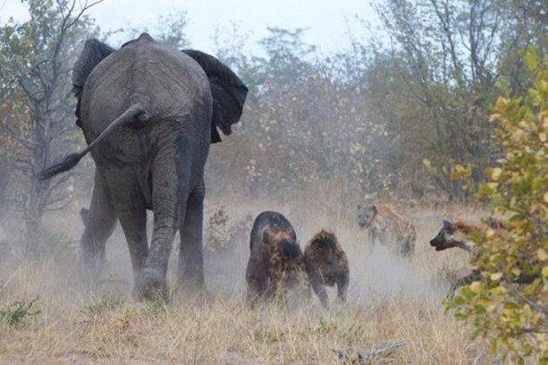 Foto - Anne filin dramatik mücadelesi