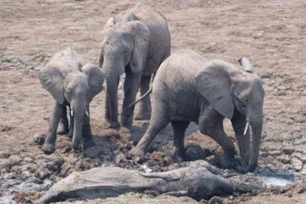 Foto - Anne filin dramatik mücadelesi
