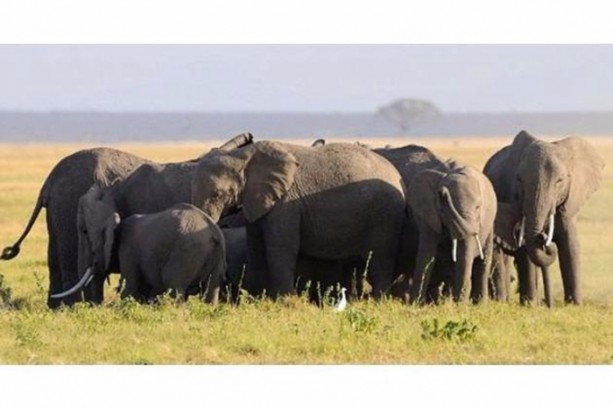 Foto - Anne filin dramatik mücadelesi