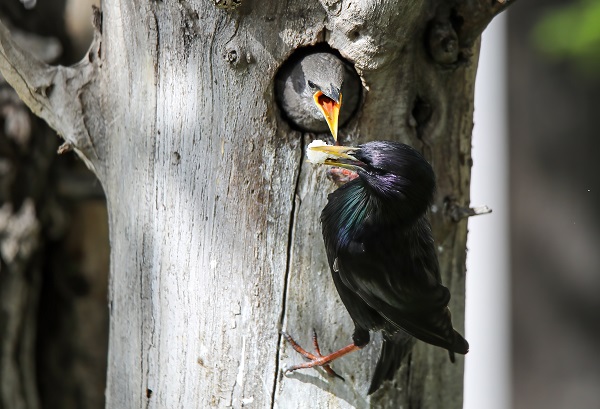 Foto - Anne kuşun duygulandıran anları