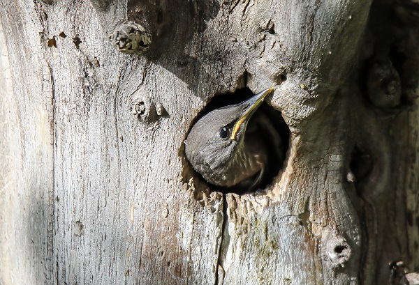 Foto - Anne kuşun duygulandıran anları