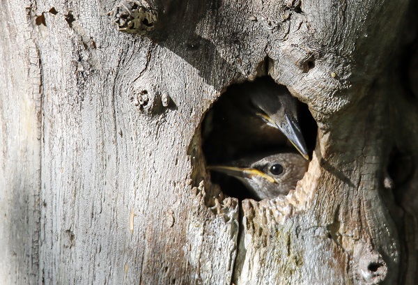 Foto - Anne kuşun duygulandıran anları