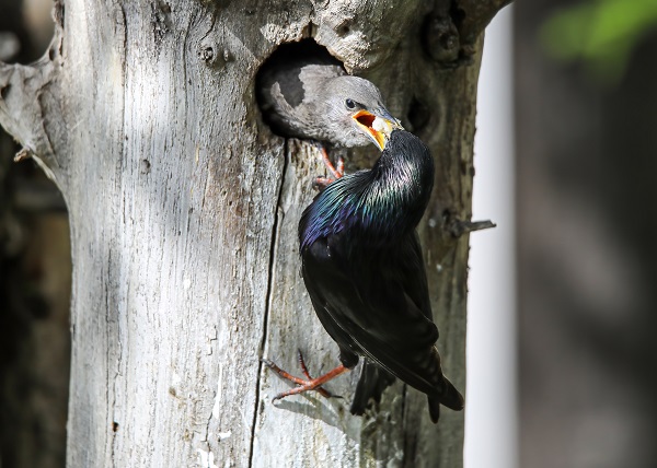 Foto - Anne kuşun duygulandıran anları