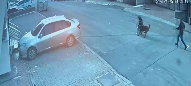 Foto - Anne ve çocukları saldırıya uğradı: Terörist köpekler