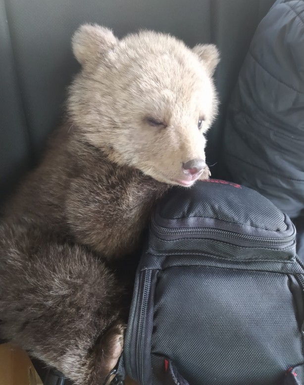 Foto - Annesi bulunamayan yavru ayı koruma altına alındı