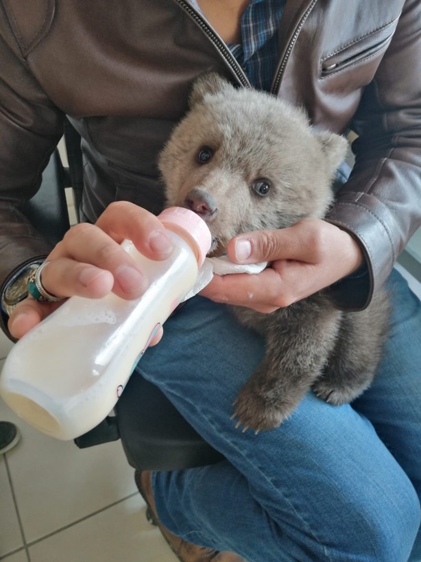 Foto - Annesi bulunamayan yavru ayı koruma altına alındı