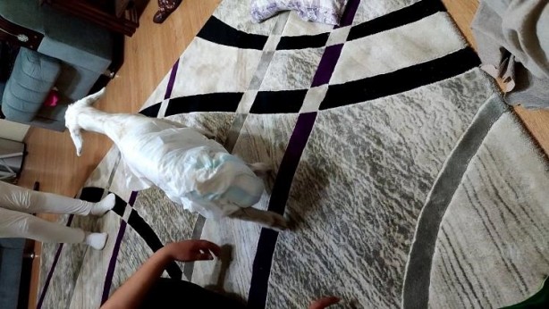 Foto - Annesi ölen oğlağı sahiplendiler! Bebekleri gibi bakıyorlar