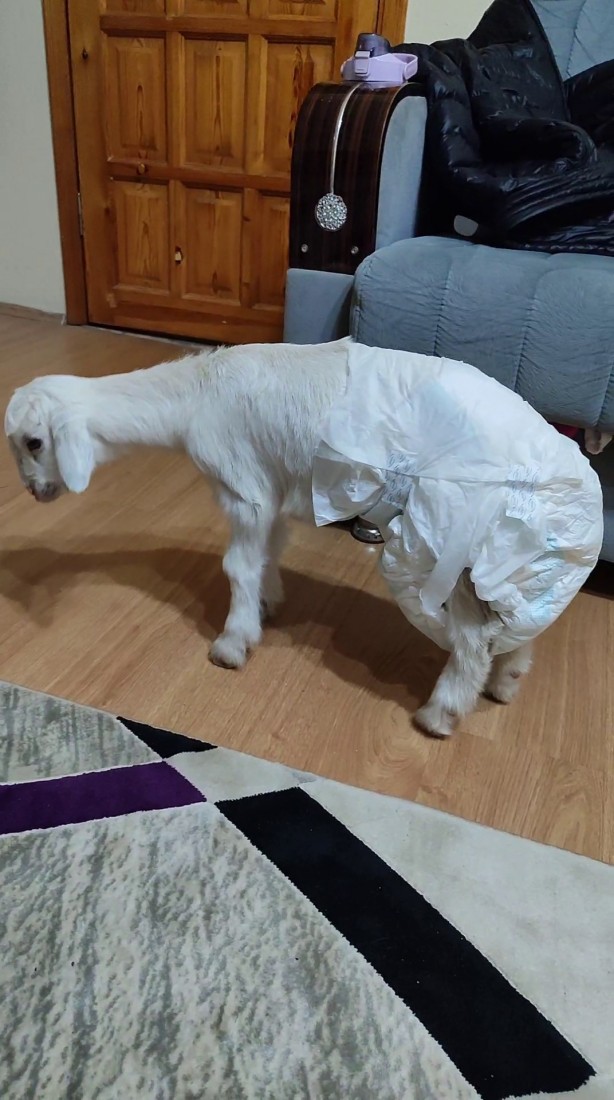 Foto - Annesi ölen oğlağı sahiplendiler! Bebekleri gibi bakıyorlar