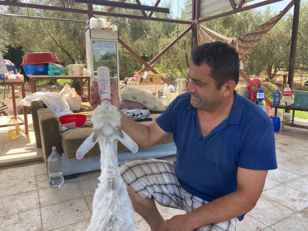 Annesi ölen oğlağı sahiplendiler! Bebekleri gibi bakıyorlar