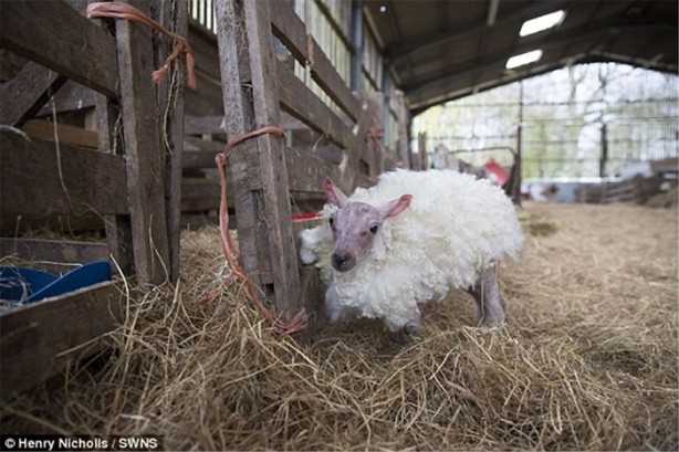 Foto - Annesi onu reddetti! Bakın neden...