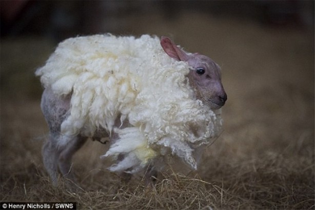 Foto - Annesi onu reddetti! Bakın neden...