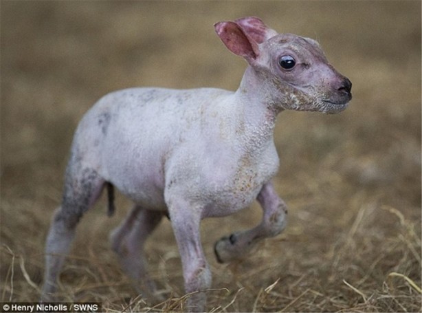 Foto - Annesi onu reddetti! Bakın neden...