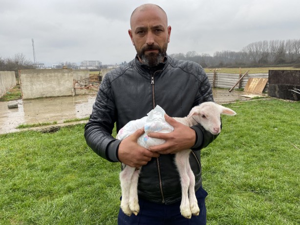 Foto - Annesini köpekler telef etti, o kuzuya evde bebek gibi bakıyorlar