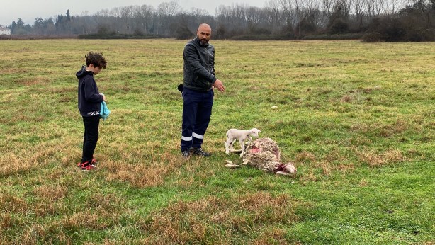 Foto - Annesini köpekler telef etti, o kuzuya evde bebek gibi bakıyorlar