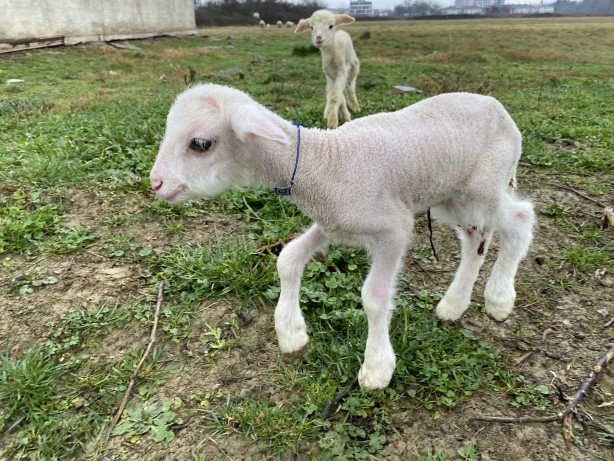 Foto - Annesini köpekler telef etti, o kuzuya evde bebek gibi bakıyorlar