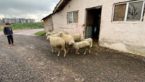 Foto - Annesini köpekler telef etti, o kuzuya evde bebek gibi bakıyorlar