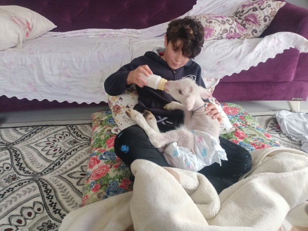 Annesini köpekler telef etti, o kuzuya evde bebek gibi bakıyorlar