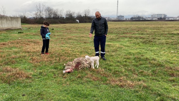 Foto - Annesini köpekler telef etti, o kuzuya evde bebek gibi bakıyorlar