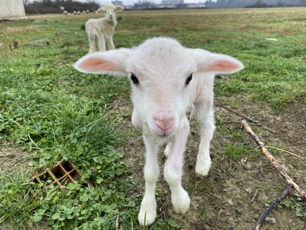 Foto - Annesini köpekler telef etti, o kuzuya evde bebek gibi bakıyorlar