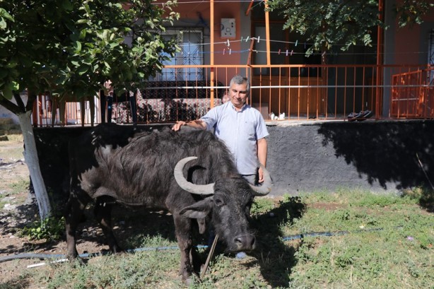 Foto - Annesinin düğün hediyesi manda geçim kaynağı oldu