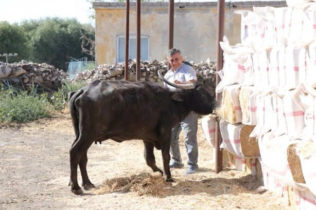 Foto - Annesinin düğün hediyesi manda geçim kaynağı oldu