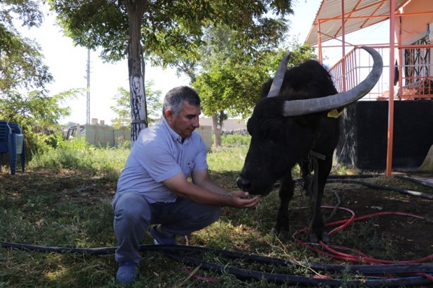 Foto - Annesinin düğün hediyesi manda geçim kaynağı oldu