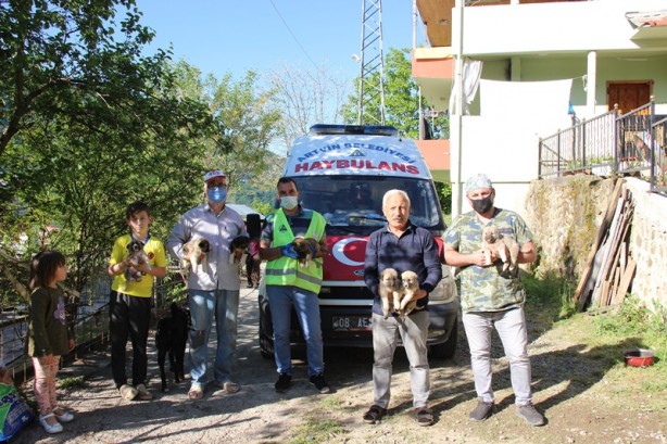 Foto - Annesiz kalan 7 köpek yavrusu koruma altına alındı