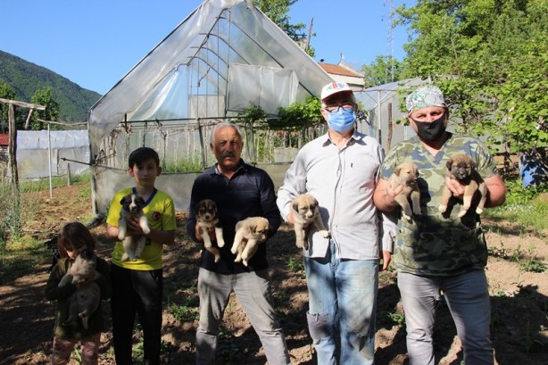 Foto - Annesiz kalan 7 köpek yavrusu koruma altına alındı