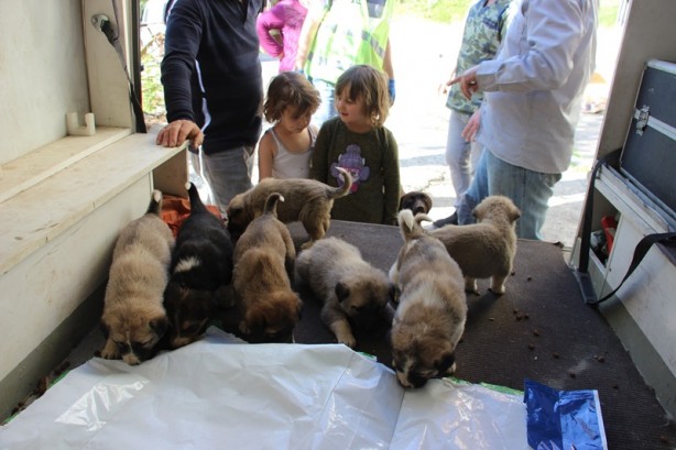 Foto - Annesiz kalan 7 köpek yavrusu koruma altına alındı
