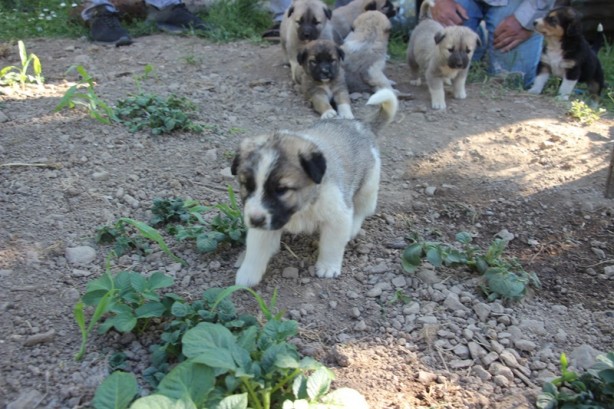 Foto - Annesiz kalan 7 köpek yavrusu koruma altına alındı