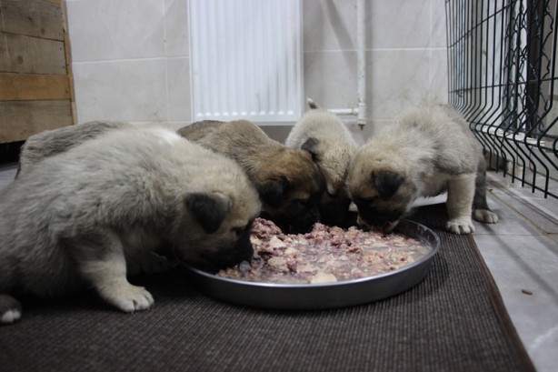 Annesiz kalan 7 köpek yavrusu koruma altına alındı
