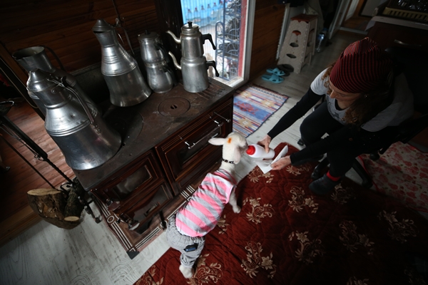 Foto - Annesiz kalan kuzuya "sıcak yuva" oldular