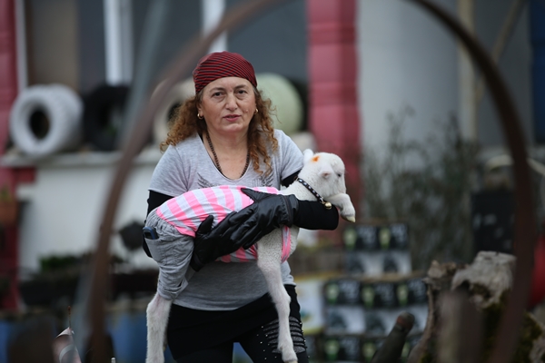 Foto - Annesiz kalan kuzuya "sıcak yuva" oldular