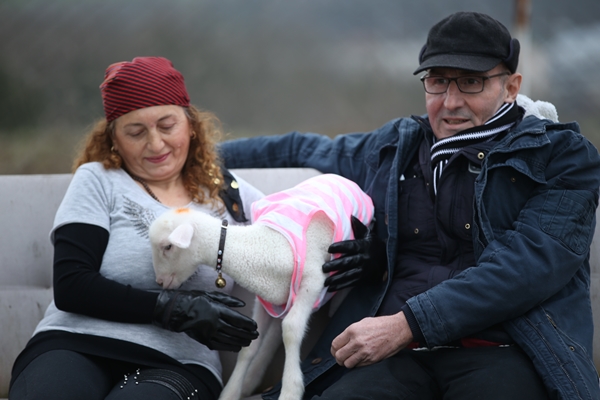 Foto - Annesiz kalan kuzuya "sıcak yuva" oldular