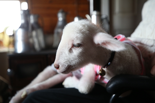 Foto - Annesiz kalan kuzuya "sıcak yuva" oldular