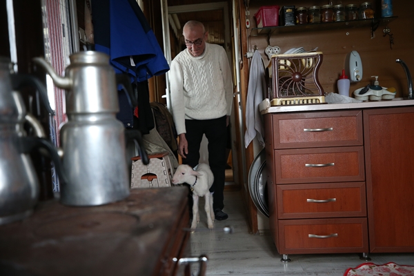 Foto - Annesiz kalan kuzuya "sıcak yuva" oldular