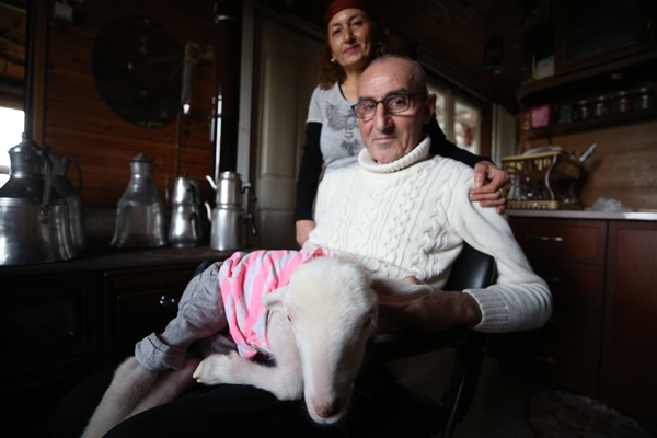 Foto - Annesiz kalan kuzuya "sıcak yuva" oldular