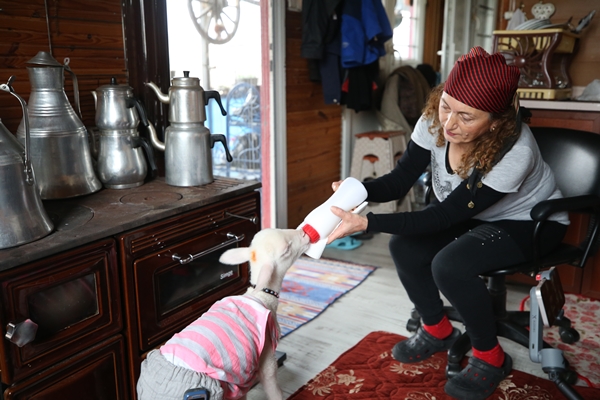 Foto - Annesiz kalan kuzuya "sıcak yuva" oldular