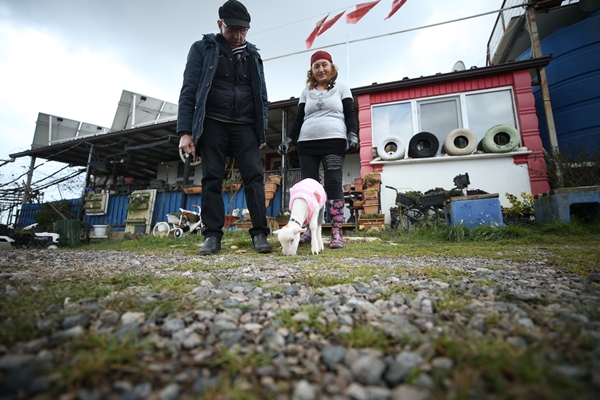 Foto - Annesiz kalan kuzuya "sıcak yuva" oldular